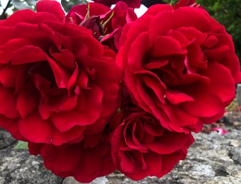 9 June Around Montreux, Nick on Balcony