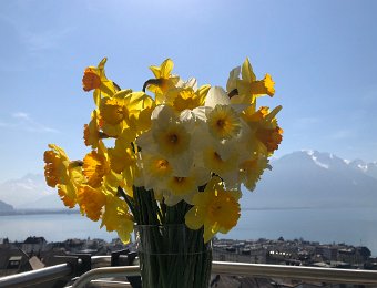 23 March Daffodils, Sunset