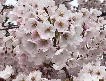 24-27 March Skiing, Montreux Sunrise, Flowering Trees