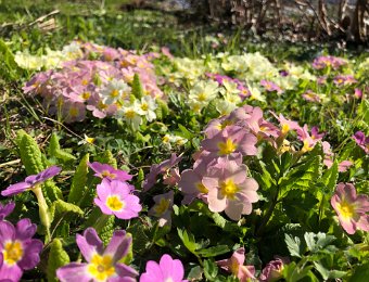 30 March Spring Around Montreux