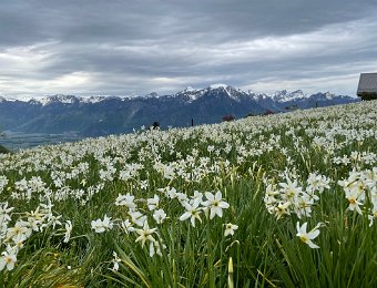24 May Narcissus in Caux