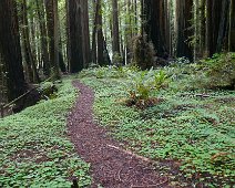 24 November Humbolt Redwoods State Park
