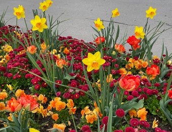 7 and 9 April Flowers on the Quai de Montreux
