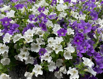 27-28 and 31 August Around Montreux