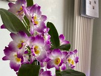 Orchid from Shelly