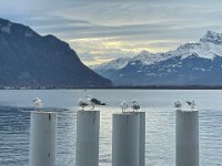 Gulls along the lake edge