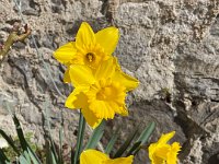 Daffodils are emerging in a sunny, warm spot by the wall