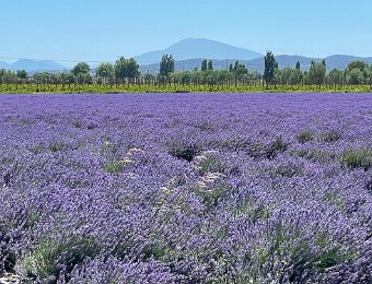 11 June Montélimar to Gare Bollène la Croisière