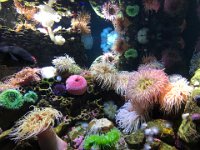 Sea anemones