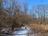 Then we went for a walk through the Wellesley Town Forest