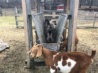 And goats getting into mischief