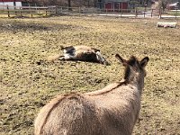 The miniature horse tries it too