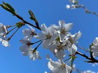 It's cherry blossom time in Nashville