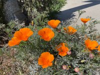 California poppies