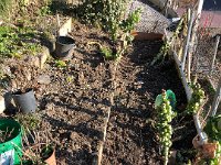 Cleaning up beds 1 March