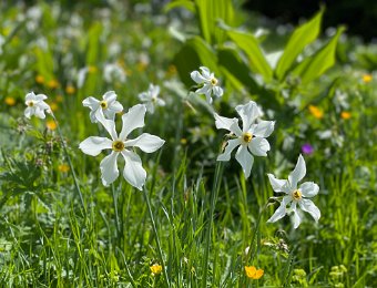 29 May Narcissus Hike w S and M