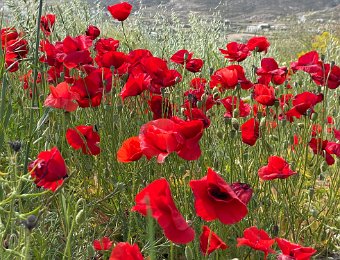 6 May Paros - Aliki to Naoussa