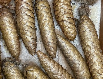 24 December - Christmas Eve