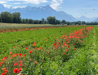 18 June - Bike Ride along the Rhone