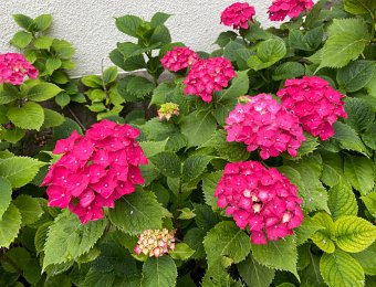 30 June - Route de Charbonniere, Lunch with SW