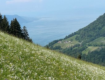 4 June - Nermont Narcissus hike and Greek Feast at RGB