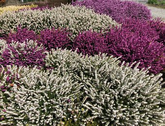 2 April -Gardens at HCP and Thetis Lake