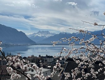 18 - 19 and 25 March - Around La Tour de Peilz