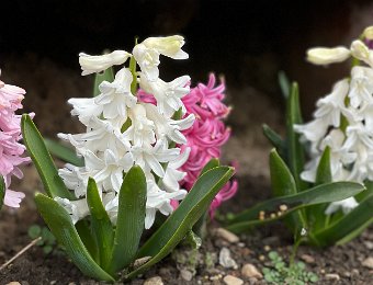 9 -13 March - Around Montreux, Daffodil Bouquets