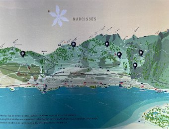 14 May - Narcissus and Ave Nestle for Lunch