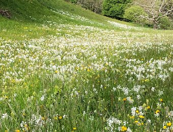 18 May - Narcissus and Poppies