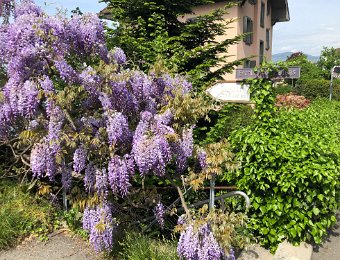 6-11 May Around Montreux