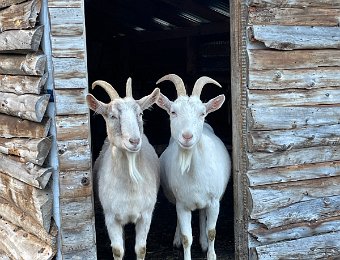 2 November - North Hatley, Round Barn, Julien's Garden