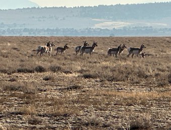 22 October 2023 - Hart Mountain to Portola