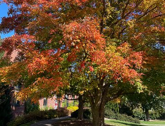27 October - Wellesley and Arnold Arboreturm