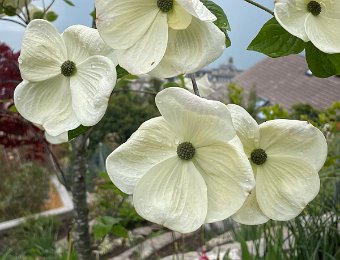 18 - 23 April - Around Montreux