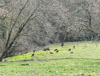 20-21 February - Skiing Lauchernalp and Around Montreux