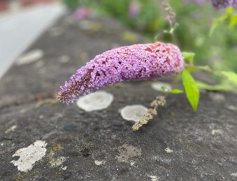 7 July -Around Montreux, MJF Workshop