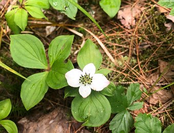 19 June 2024 - Onchiata