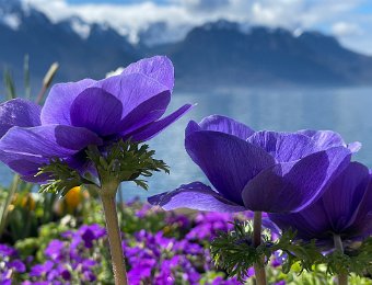 13 March - Montreux Quai and Sunset