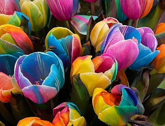 March 24 - Keukenhof Gardens