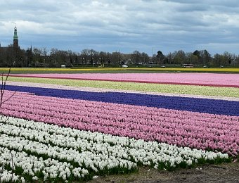 March 28 - Kuekenhof Gardens 2 and Amsterdam