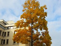 20151014 103056  14 October - gingko on the way to my office in Bern