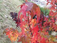 20151024 154223  Going out for a walk - the sweetgum again