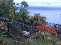 20151029 074514  29 October: sheep at work