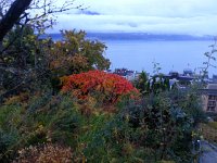 20151029 074529  Sumac