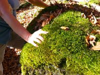 20151031 095052  31 October -moss on boulder above les Allières