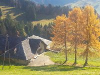 20151031 123548  Alpage and larches