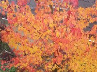 20151031 142818  Home sweetgum home