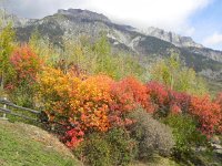 DSCN5031  Fall colors in the Valais