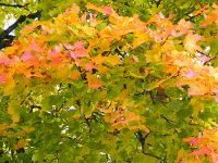 DSCN4982  Leaf study I